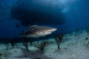 A lone Lemon shark circles under the Dolphin Dream by Stew Smith 
